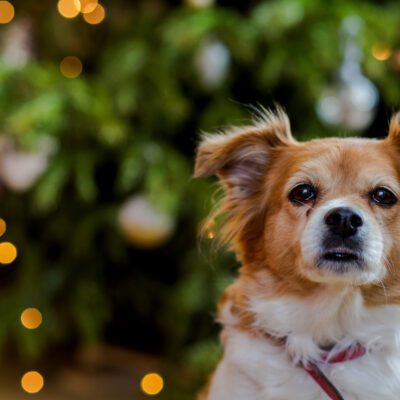 Chorkie