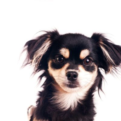Chorkie