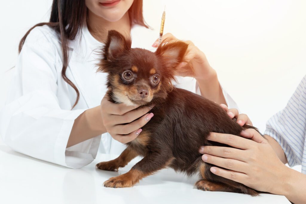 Chorkie Puppy Being Held By A Woman In A Vet Clinic