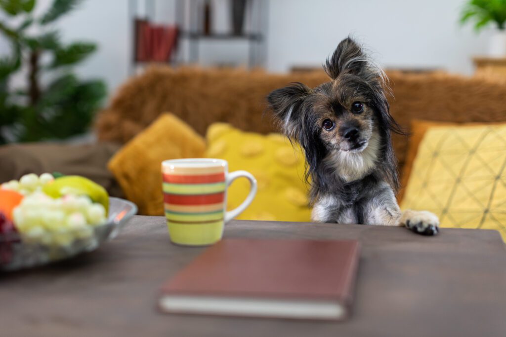 Chorkie Sitting On A Table Beside A Colorful Mug Inside A Cozy Kitchen