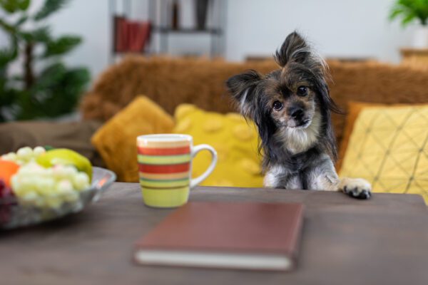 Chorkie Sitting On A Table Beside A Colorful Mug Inside A Cozy Kitchen