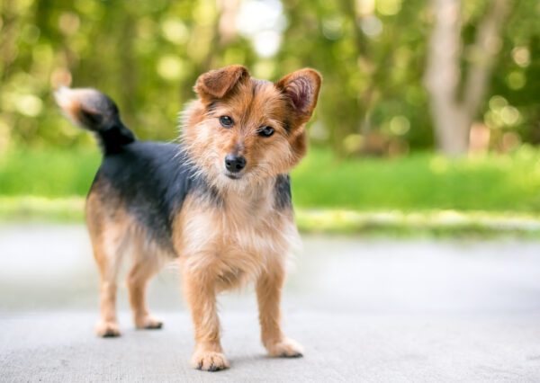 Chorkie Standing Outdoors In A Sunny Park With Trees In The Background