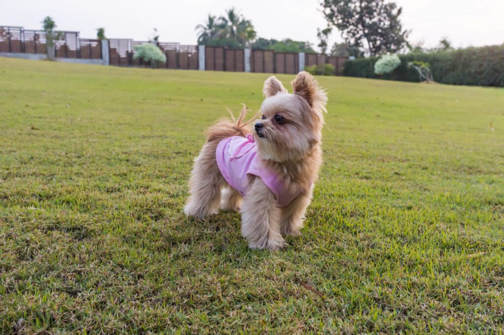 Chorkie Wearing A Pink Sweater Walking On Grass In A Park