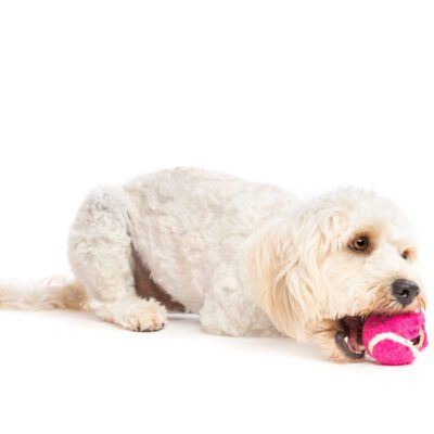 Cockapoo