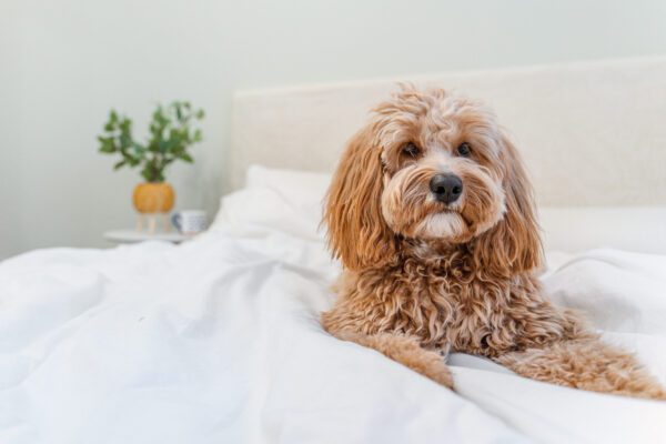 Cockapoo Lying On A Bed Indoors Looking At The Camera