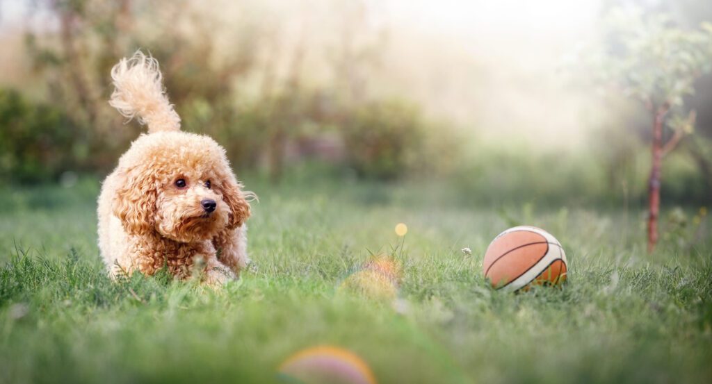 Cockapoo Playing In Grass Beside A Ball