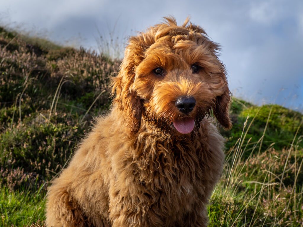 How to Adopt a Cockapoo