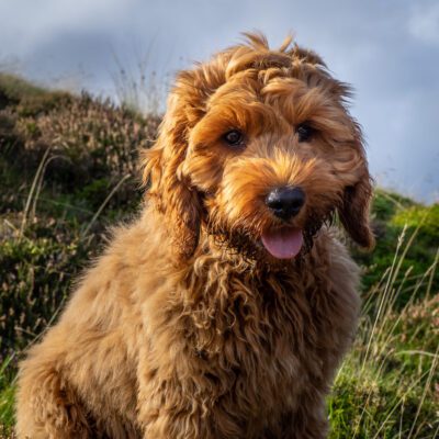 Cockapoo