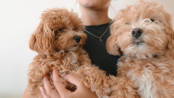 Cockapoo Puppies Being Held In Someone S Arms Outdoors