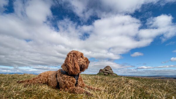 Cockapoo Sitting On A Rocky Hill Under A Wide Cloudy Sky