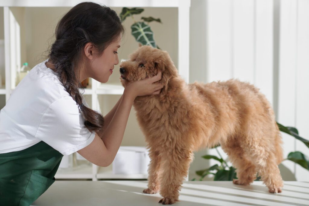 Cockapoo Standing Indoors While A Woman Gently Holds Its Face