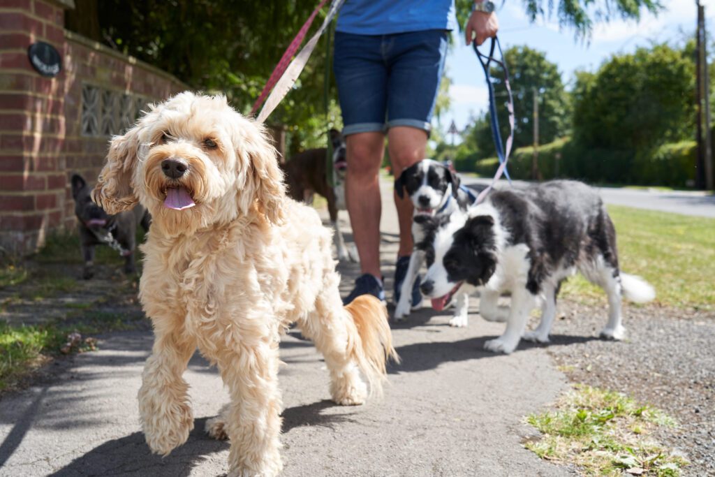 Cockapoo Walking On A Leash With Its Owner On A City Sidewalk