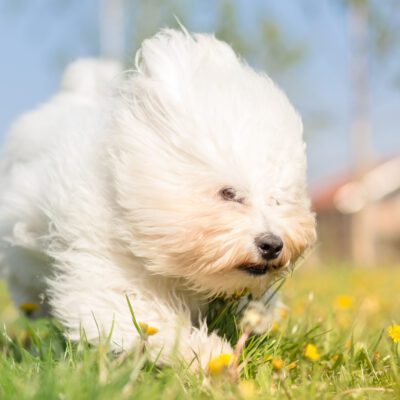 Coton De Tulear