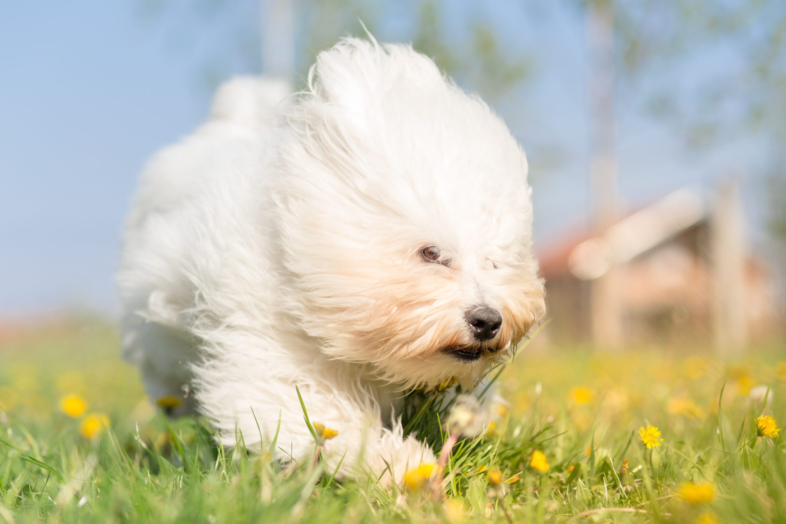 Coton De Tulear Adoption Guide