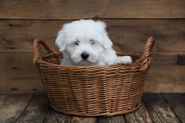 Coton De Tulear Puppy Sitting Inside A Wicker Basket Indoors