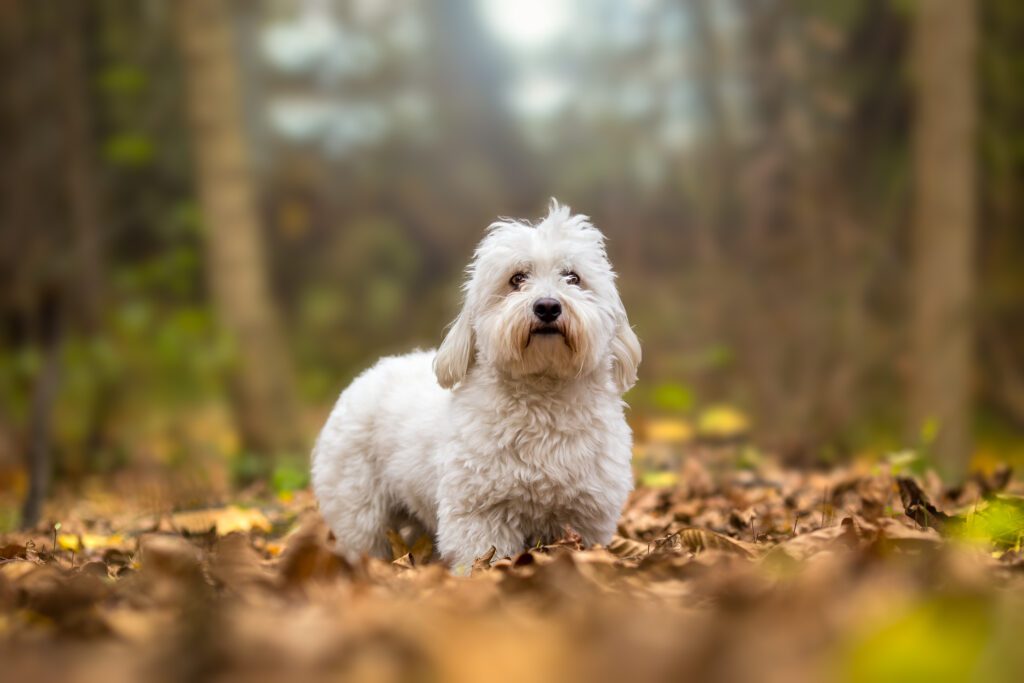 How To Adopt a Coton De Tulear in Mississippi