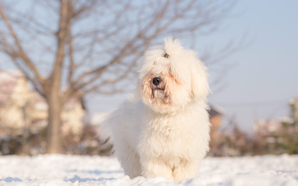 Coton De Tulear Standing Outdoors In A Snowy Park During Winter