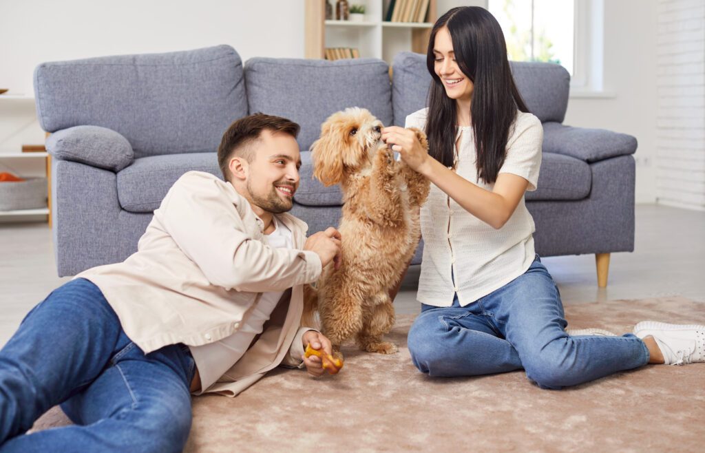 Couple Playing With A Mini Goldendoodle Indoors