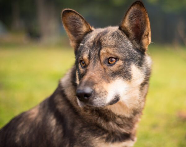 Coydog Close Up Portrait With Alert Ears And Golden Eyes Outdoors
