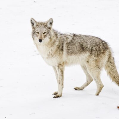 Coydog