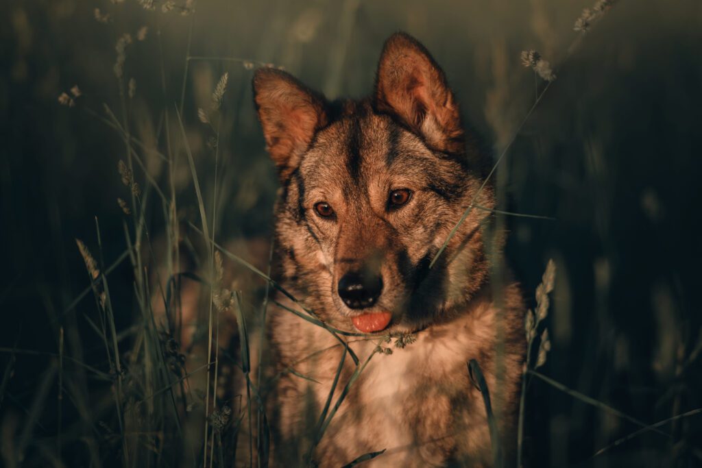 Coydog Looking Through Tall Grass In A Natural Woodland Setting
