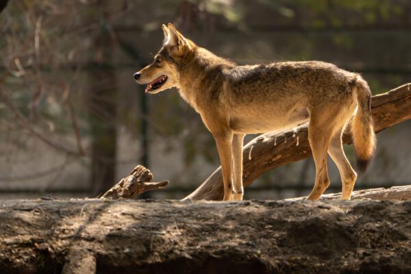 Coydog Standing On A Fallen Tree Log In A Forest Environment