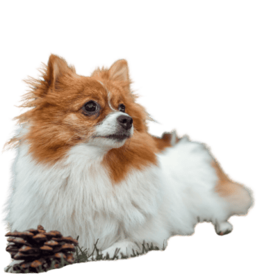 German Spitz