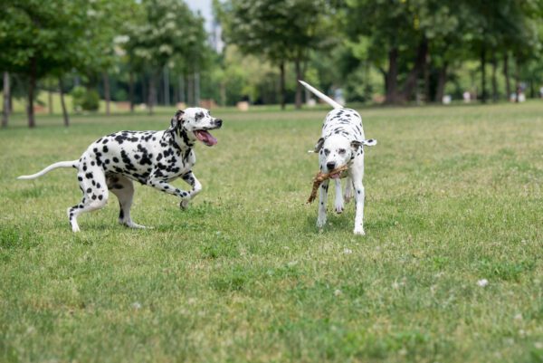 Dalmatian Dogs Running And Playing Together On Green Grass