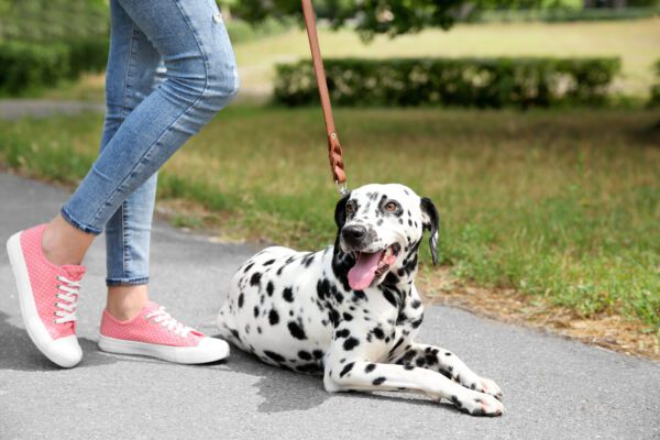 Dalmatian Lying On A Sidewalk While On A Leash During A Walk