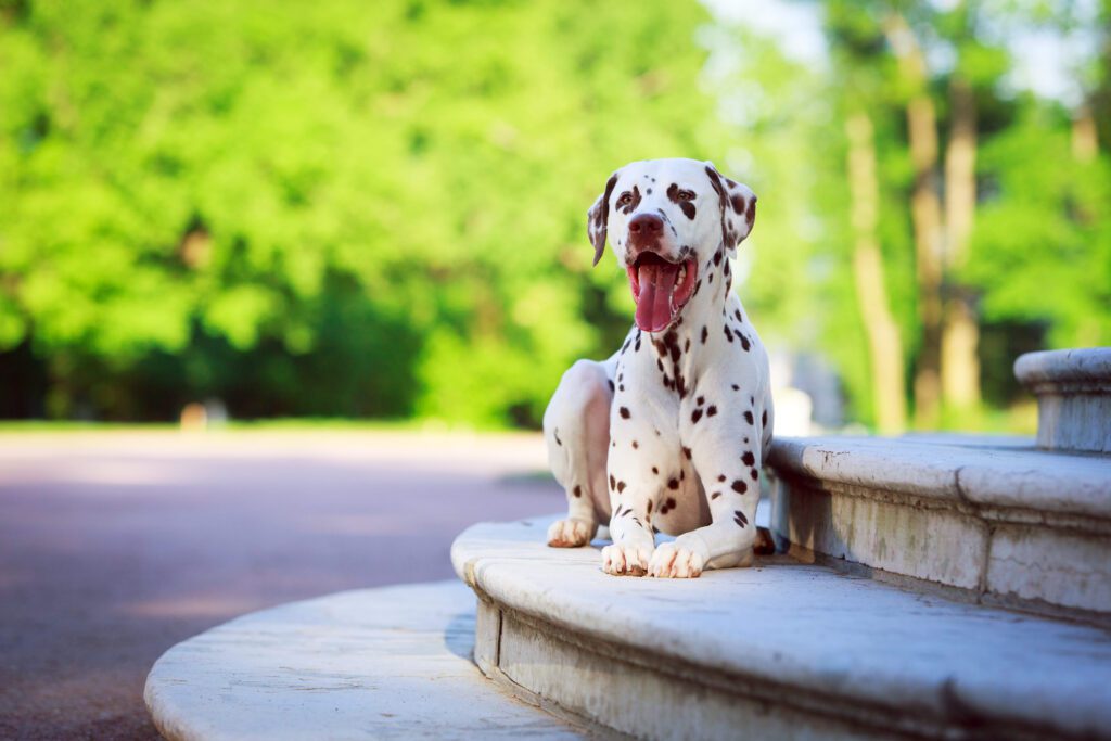 How to Adopt a Dalmatian