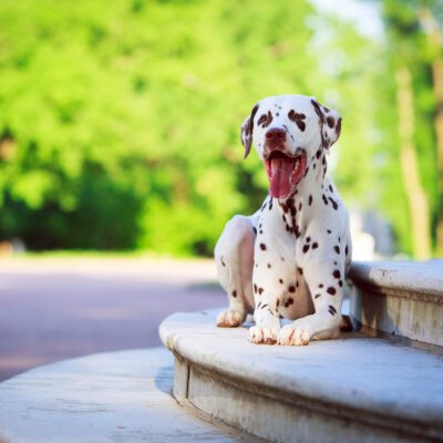 Dalmatian