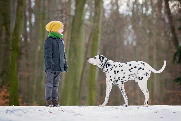 Dalmatian Standing Beside A Child Wearing A Yellow Hat In A Forest Path(1)