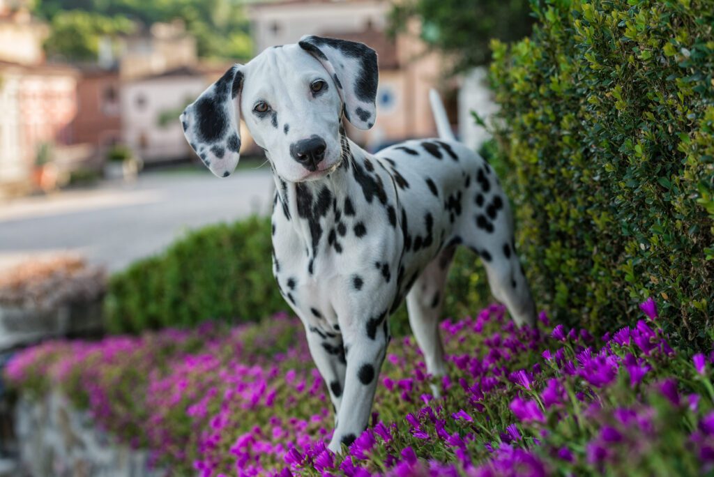 How To Adopt a Dalmatian in California