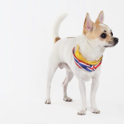 Deer Head Chihuahua