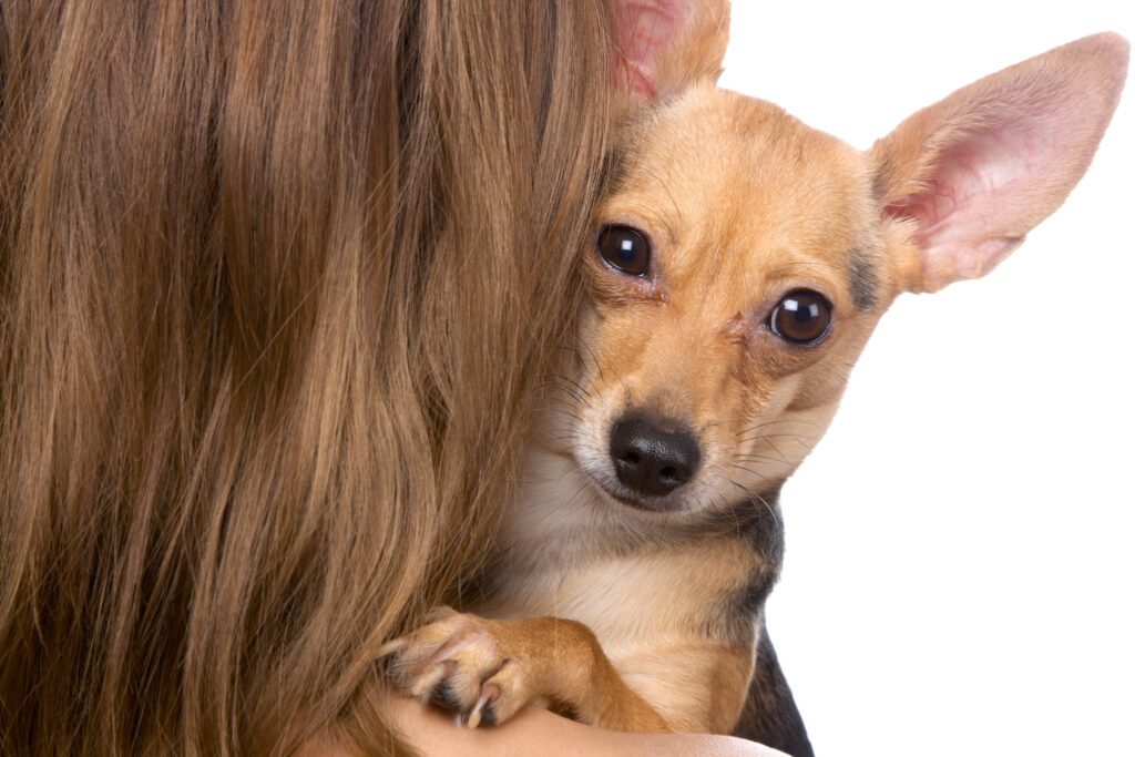 Deer Head Chihuahua Being Held By Its Owner Close Up Portrait