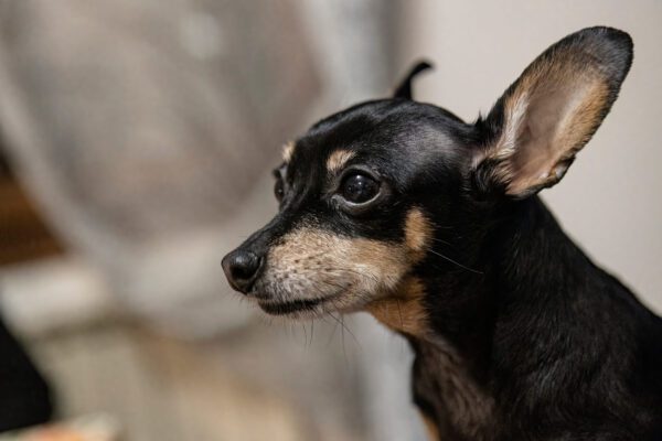 Deer Head Chihuahua Black And Tan Side Profile Portrait Outdoors