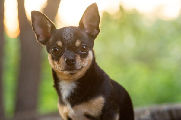 Deer Head Chihuahua Close Up Portrait With Blurred Green Background
