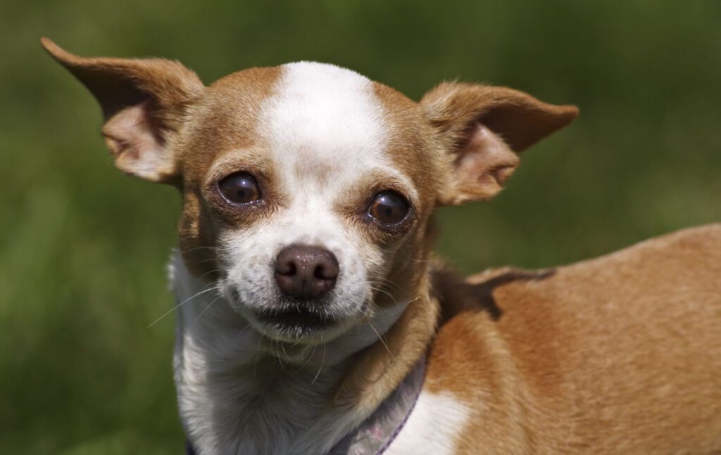 How to Adopt a Deer Head Chihuahua