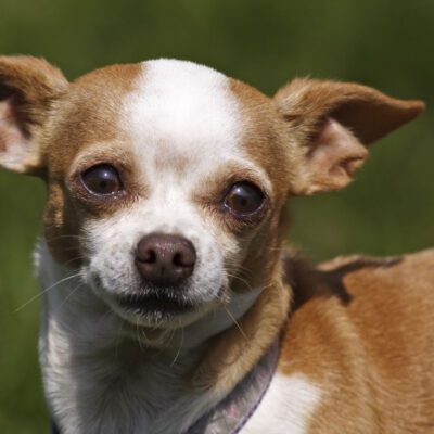 Deer Head Chihuahua