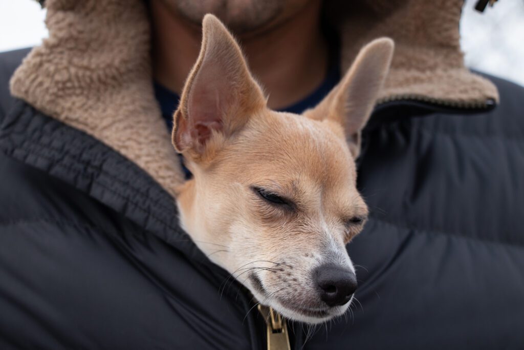 Deer Head Chihuahua Resting In A Person S Jacket While Sleeping