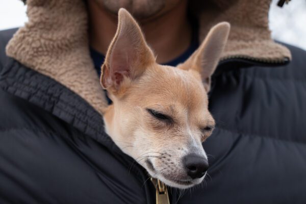 Deer Head Chihuahua Resting In A Person S Jacket While Sleeping