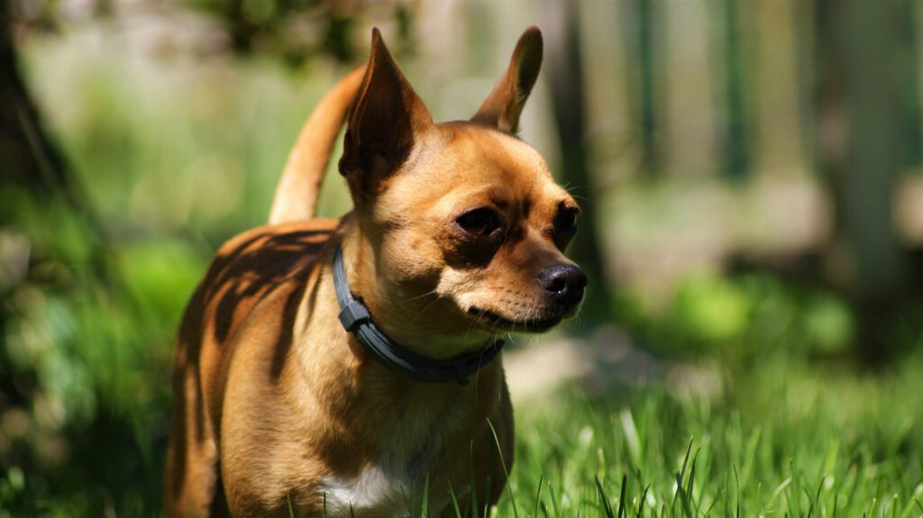 Deer Head Chihuahua Standing On Grass In Warm Sunlight