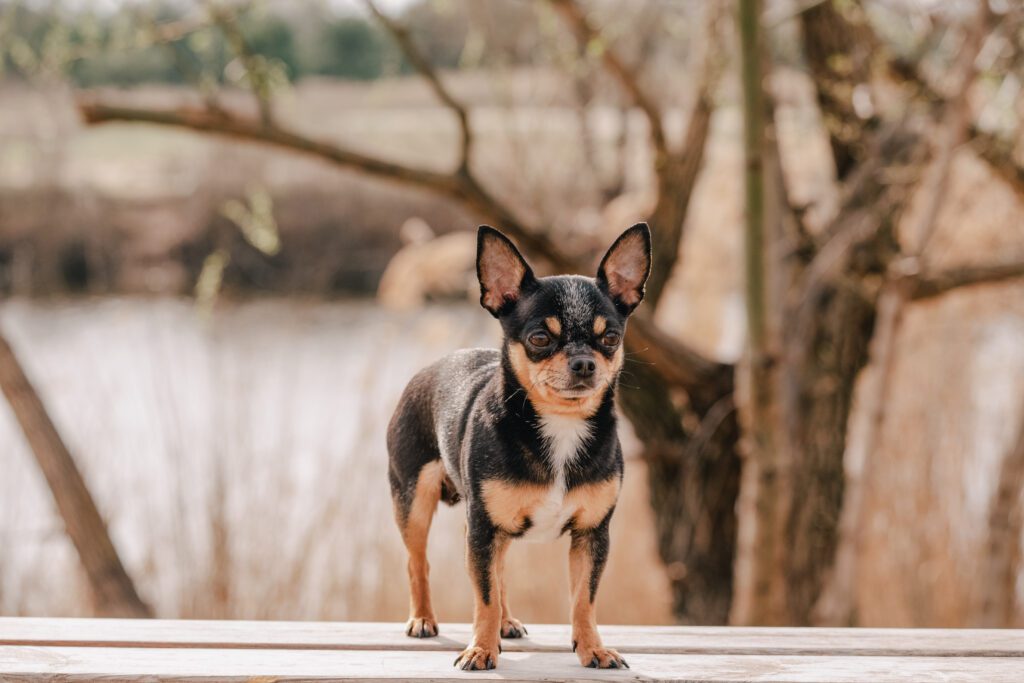 Deer Head Chihuahua Standing Outdoors Near Tree Branches