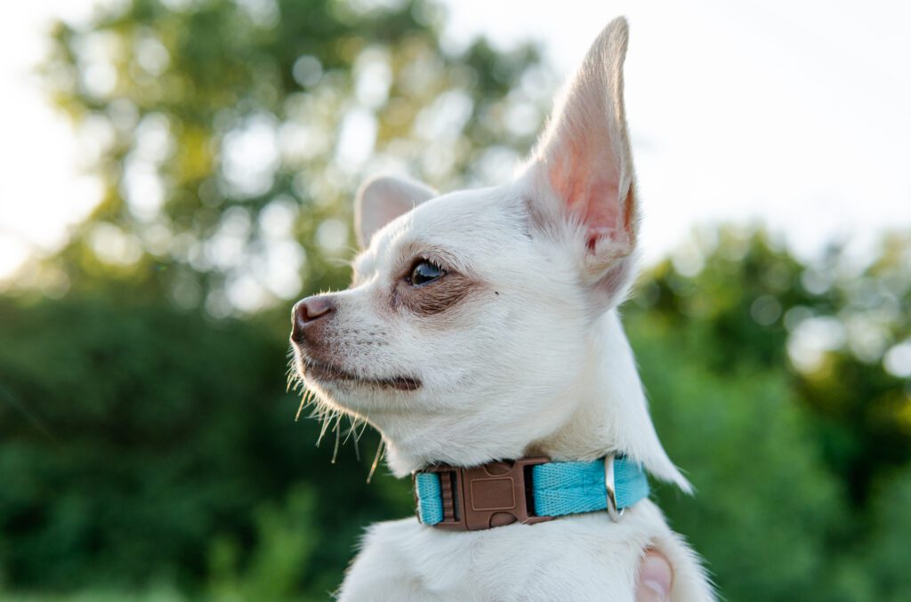 How To Adopt a Deer Head Chihuahua in South Carolina