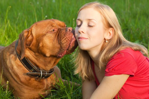 Dogue De Bordeaux Affectionately Touching Noses With A Woman Outdoors