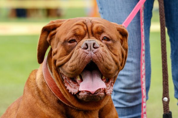 Dogue De Bordeaux Close Up Portrait While On A Leash Outdoors