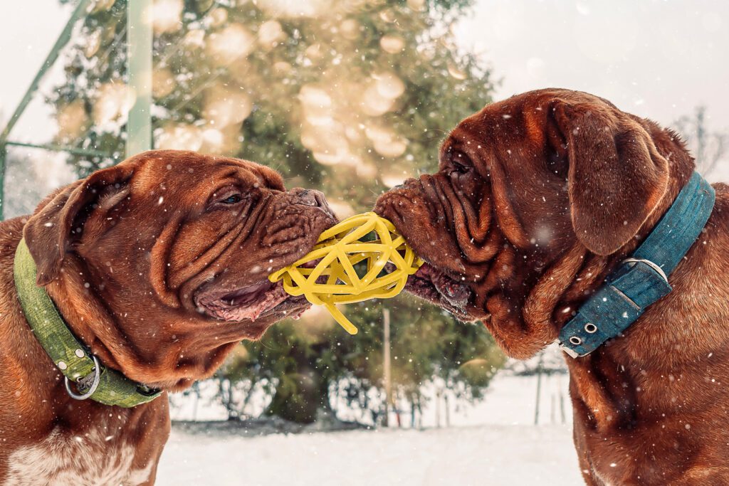 Dogue De Bordeaux Dogs Playing Tug Of War With A Yellow Toy