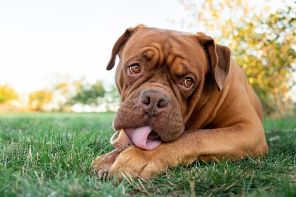 Dogue De Bordeaux Lying On Grass With Tongue Out Close Up Portrait