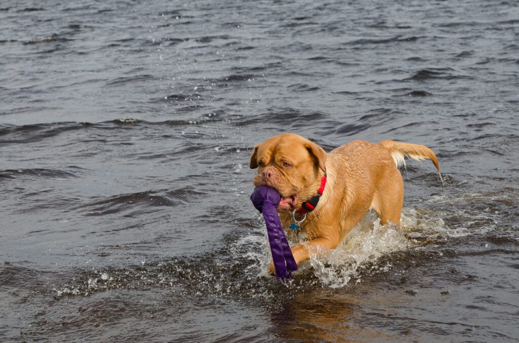 Dogue De Bordeaux Playing In Water While Carrying A Purple Toy