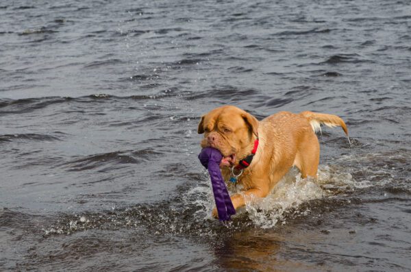 Dogue De Bordeaux Playing In Water While Carrying A Purple Toy